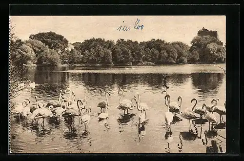 AK Moscou, L`étang du parc zoologique