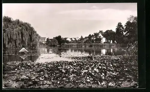 AK Bünde i. W., am Ufer des Schwanenteich im Bürgergarten
