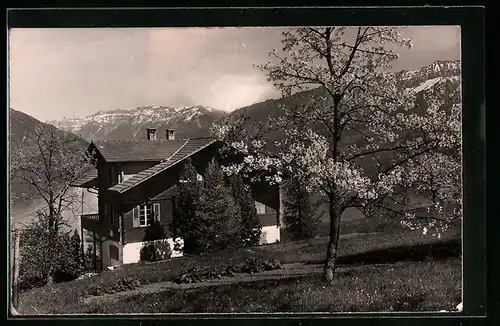 AK Faulensee, Jugendherberge mit blühendem Baum