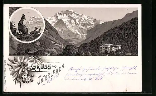 Lithographie Interlaken, Panorama mit Hotel, Gämse auf einem Berg, Edelweiss