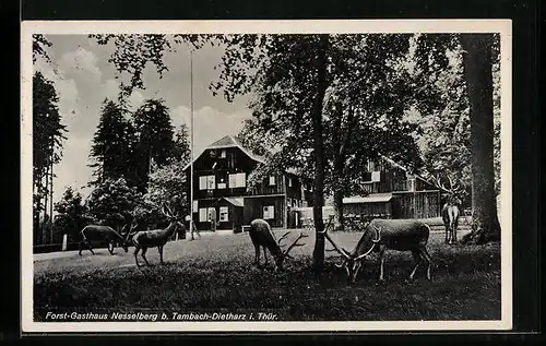 AK Tambach-Dietharz i. Thür., Forst-Gasthaus Nesselberg