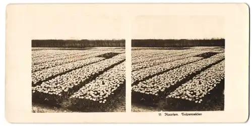 Stereo-Fotografie NPG, Berlin-Steglitz, Ansicht Haarlem, Tulpenvelden