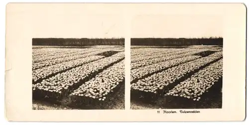 Stereo-Fotografie NPG, Berlin-Steglitz, Ansicht Haarlem, blühende Tulpen