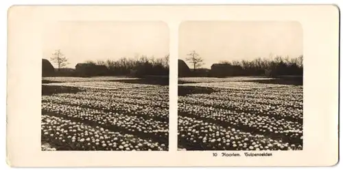 Stereo-Fotografie NPG, Berlin-Steglitz, Ansicht Haarlem, Felder voller Tulpen