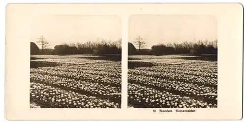 Stereo-Fotografie NPG, Berlin-Steglitz, Ansicht Haarlem, Tulpenvelden