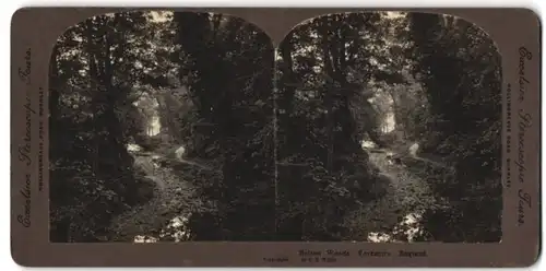 Stereo-Fotografie Excelsior Stereoscopic Tours, Burnley, Ansicht Bolton / Yorkshire, Bolton Woods