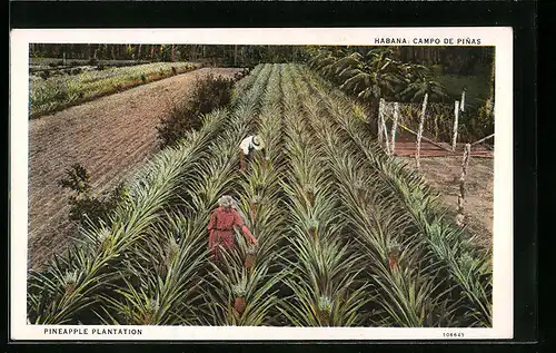 AK Habana, Campo de Pinas