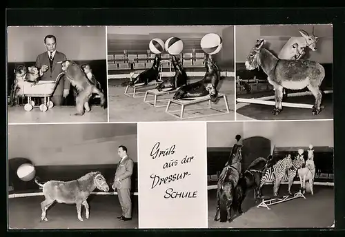 AK Hamburg-Stellingen, Dressurschule des Hagenbeckschen Tierparks