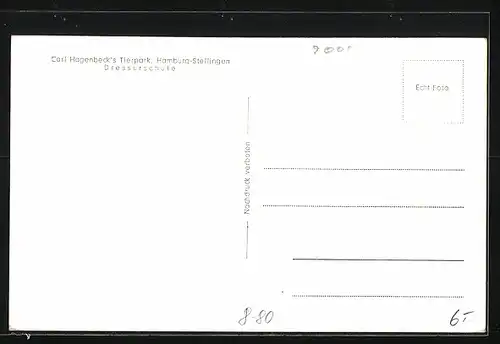 AK Hamburg-Stellingen, Dressurschule des Hagenbeckschen Tierparks