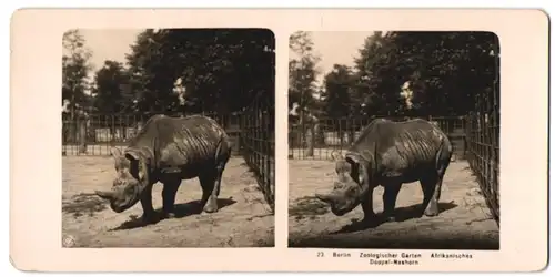 Stereo-Fotografie NPG, Berlin-Steglitz, Ansicht Berlin, Afrikanisches Doppel-Nashorn im Zoologischen Garten