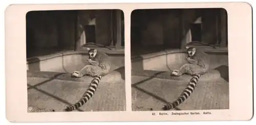 Stereo-Fotografie NPG, Berlin-Steglitz, Ansicht Berlin, Katta / Lemur im Zoologischen Garten