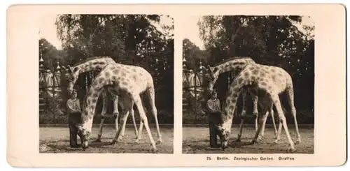 Stereo-Fotografie NPG, Berlin-Steglitz, Ansicht Berlin, Zoologischer Garten, Giraffen und Tierpfleger / Zoowärter
