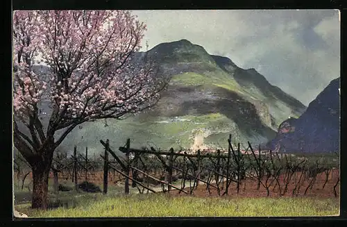 Künstler-AK Photochromie Serie 144, Nr. 2705: Obstblüte in Tirol