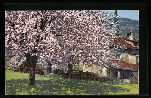 Künstler-AK Photochromie Serie 143, Nr. 2702: Obstblüte in Tirol