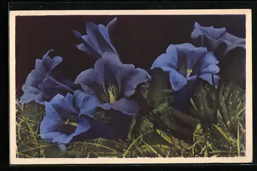 Künstler-AK Photochromie Serie 592, Nr. 1556: Gentiana acaulis, Blume