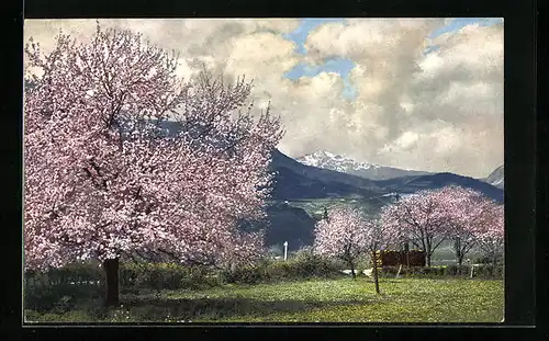Künstler-AK Photochromie Serie 144, Nr. 2704: Apfelblüte bei Leifers