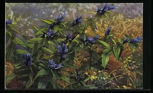 Künstler-AK Photochromie Serie 546, Nr. 1201: Alpenflora, Gentiana asciepiadea