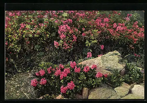 Künstler-AK Photochromie Serie 523, Nr. 955: Alpenflora, Rhododendron hirsutum