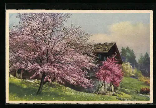 Künstler-AK Photochromie Nr. 4505: altes Bauernhaus zur Baumblüte