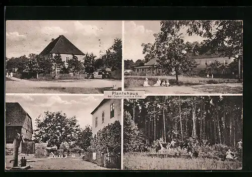 AK Dommitzsch a. Elbe, Gasthaus Plantshaus, Ortspartie mit Brunnen, Waldpartie mit Kühen