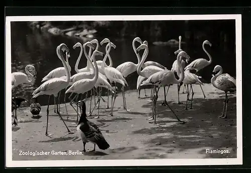 AK Berlin, Flamingos im Zoo