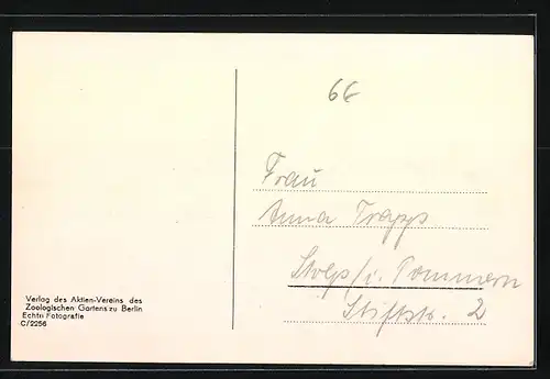 AK Berlin, Flamingos im Zoo