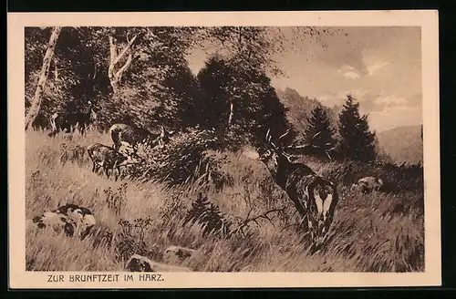AK Harz, Hirsche zur Brunftzeit