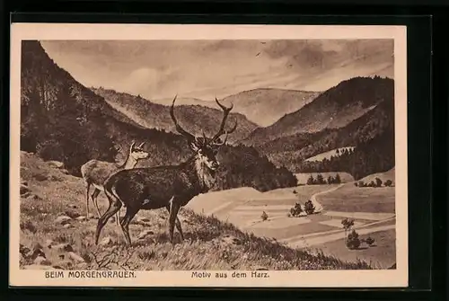 AK Harz, Hirsche beim Morgengrauen
