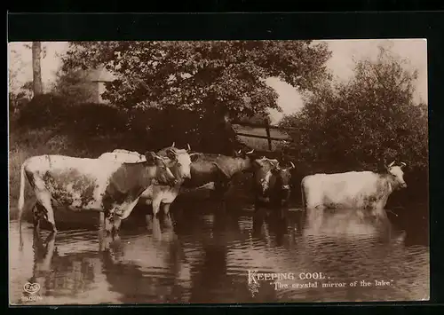 AK Kühe stehen in einem See