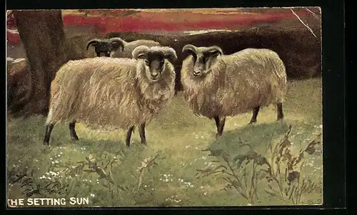 AK Drei Schafsböcke auf einer Wise