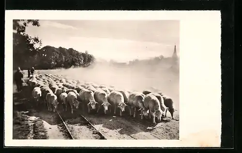 AK Schafherde auf Bahnschienen