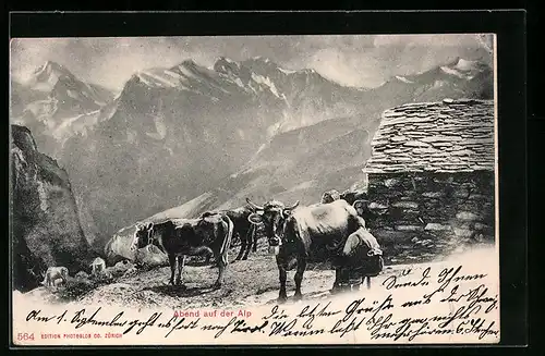 AK Kühe am Abend auf der Alp