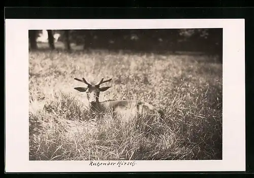 AK Ruhender Hirsch auf einer Wiese