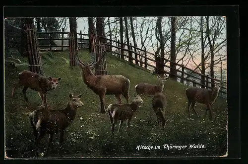 AK Hirsche im Thüringer Walde