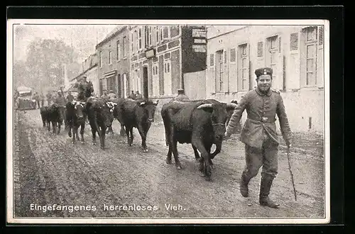AK Soldaten mit Kühen auf einer Strasse