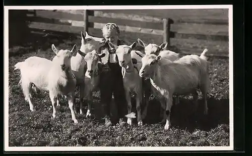 AK Knabe mit Ziegen auf einem Rasen
