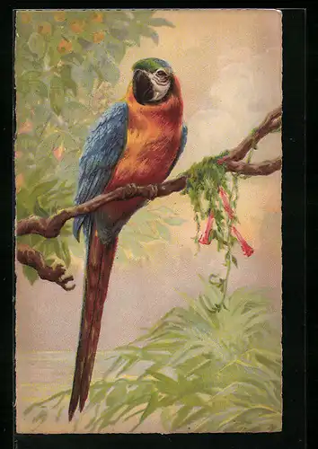 AK Papagei auf einem Ast in freier Natur