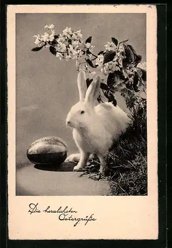AK Osterhase mit Osterei