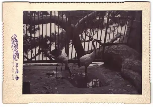 Fotografie M. Hattow, Mojishi, Ansicht Moji / Japan, Weisse Reiher in einem Zoo - Gehege 1903