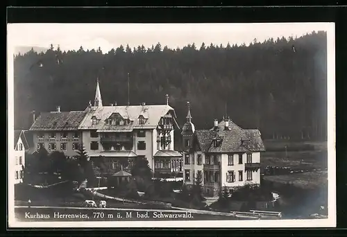 AK Herrenwies /Bad. Schwarzwald, Kurhaus Herrenwies mit weidenden Kühen