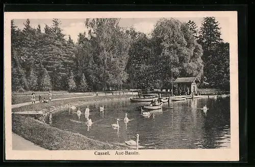 AK Cassel, Aue-Bassin, Schwäne