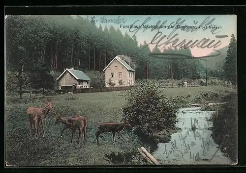 AK Neckelnberg im Oberharz, Blick auf Forsthaus
