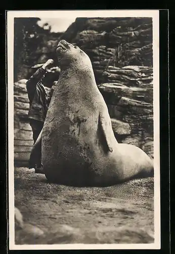 AK Hamburg-Stellingen, See-Elefant und Wärter in Hagenbecks Tierpark