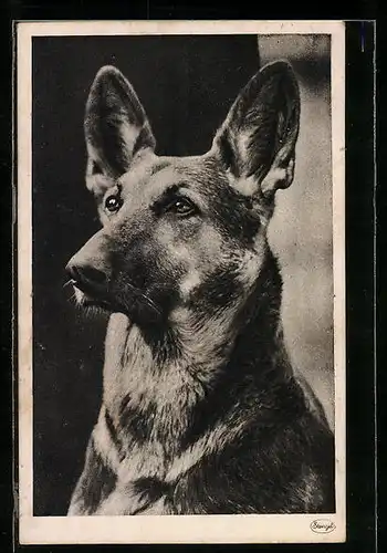 AK Schäferhund mit aufgestellten Ohren