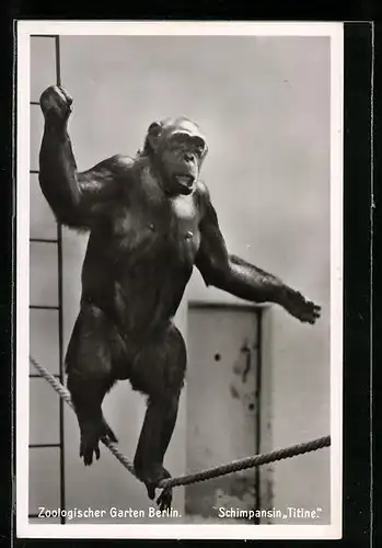 AK Berlin, Schimpansin Titine im Zoo