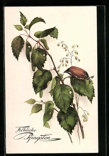 AK Maikäfer auf einem löchrigen Birkenzweig, Pfingstgruss