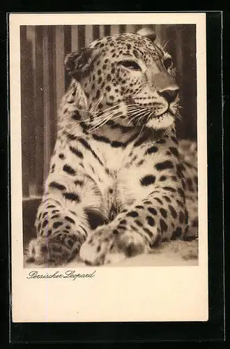 AK Berlin, Persischer Leopard im Zoo