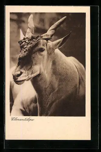 AK Berlin, Antilope im Zoo