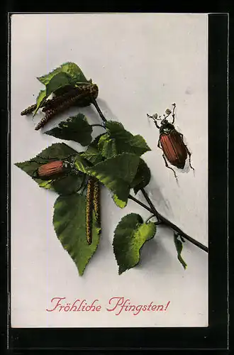 AK Zwei Maikäfer und ein Birkenzweig, Pfingstgruss