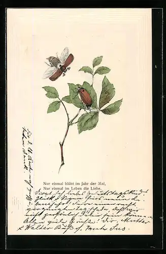 Lithographie Fliegender und sitzender Maikäfer, Pfingstgruss
